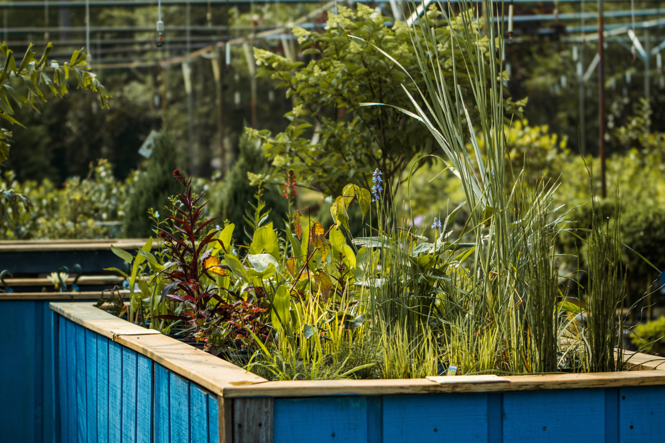 holly-days-ponds-aquatics-plants