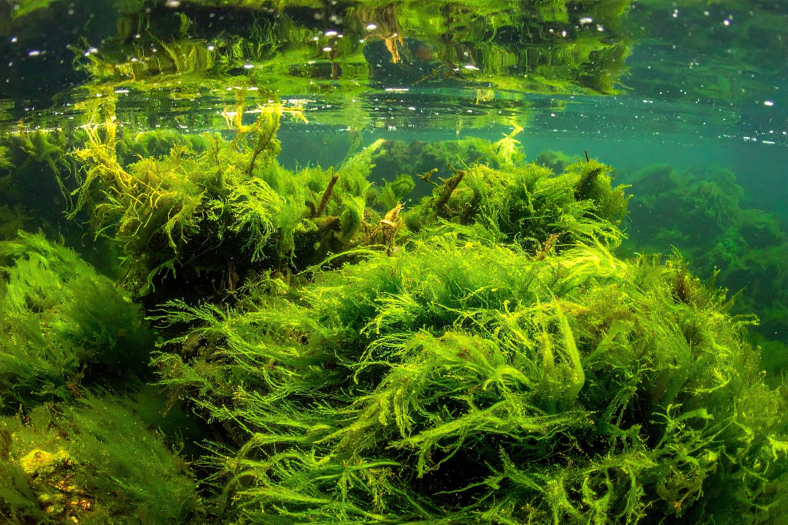 holly-days-ponds-aquatics-plants