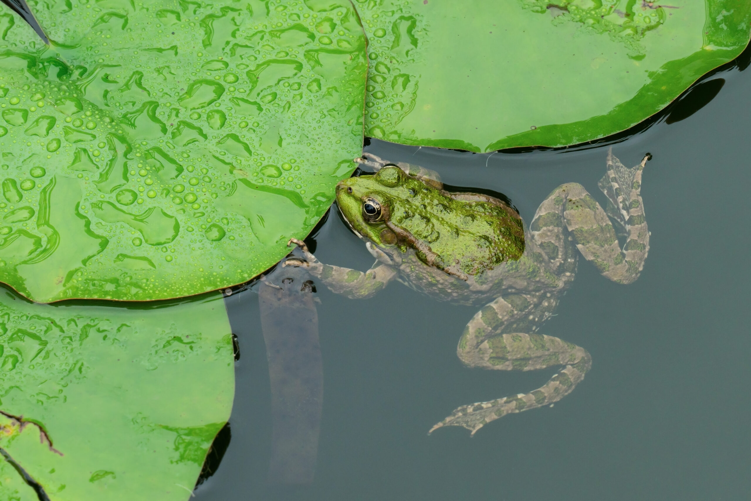 Serene Waterfall in a Lush Garden Setting — Holly Days Nursery Pond & Aquatics