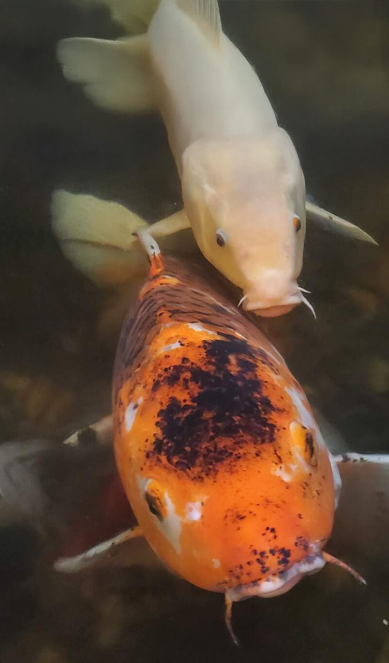 fish-holly-days-pond