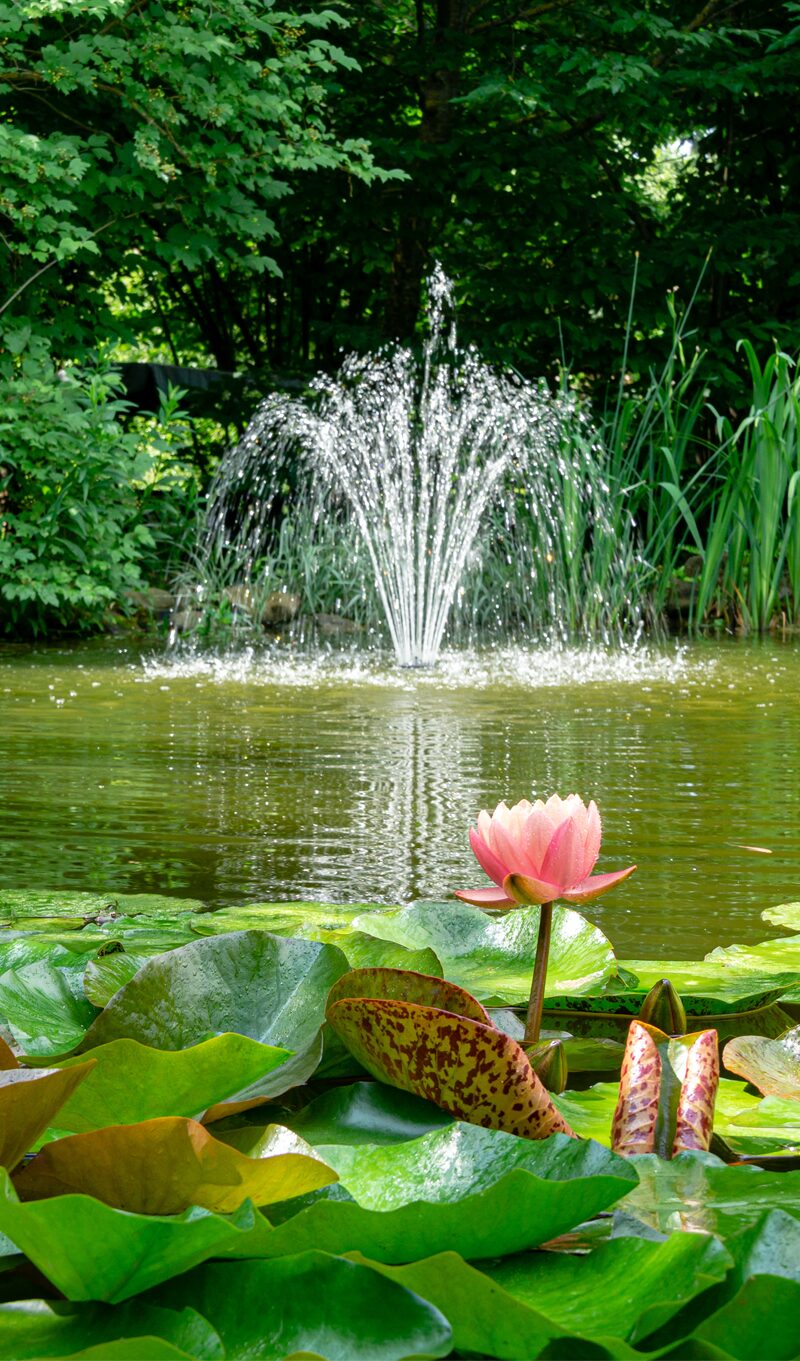 fountains-ponds-hdn-pond-aquatic